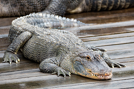American 鳄鱼 鳄鱼密西西比斯荒野居住爬行动物沼泽危险愤怒公园动物生物捕食者图片