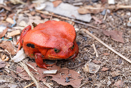 大红番茄青蛙 双立方公鸡Antongilii眼睛异国蓝色容器危险热带野生动物玻璃雨林眼镜蛇图片