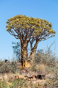树 纳米比亚荒野天空风景生长间隙阳光沙漠树木生态植物干旱图片