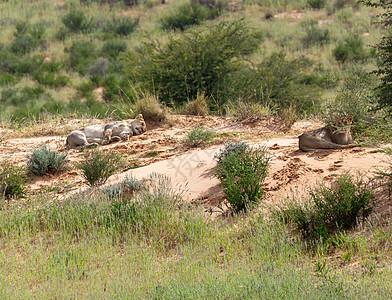 非洲伐木南非野生生物卡拉哈里沙漠的女狮子说谎现象女性跨境捕食者荒野野生动物游戏豹属毛皮食肉哺乳动物背景