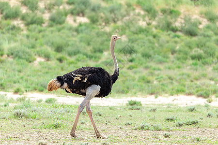 南非卡拉哈里的Ostrich 南非野生野生动物狩猎动物群国家动物骆驼羚羊跑步公园绿色荒野跨境图片