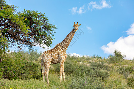 Giraffe 南非野生生物图片