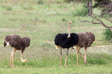 南非卡拉哈里的Ostrich 南非野生野生动物狩猎公园沙漠动物群跨境羚羊国家骆驼跑步绿色动物图片