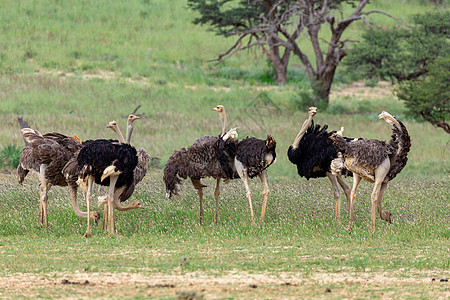 南非卡拉哈里的Ostrich 南非野生野生动物狩猎公园动物跨境绿色羚羊骆驼鸟鸟动物群跑步国家图片