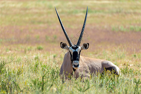 Gemsbok 卡拉哈里的奥里克斯瞪羚食草野生动物哺乳动物动物群羚羊沙丘衬套跨境国家荒野图片