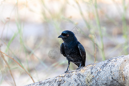 非洲伐木Drongo 非洲 纳米比亚野生野生动物非洲情调眼睛荒野大草原动物羽毛衬套公园动物群鸟类背景