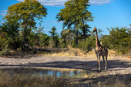 南非长颈鹿 非洲野生野生动物哺乳动物天空动物公园热带蓝色国家衬套脖子荒野图片