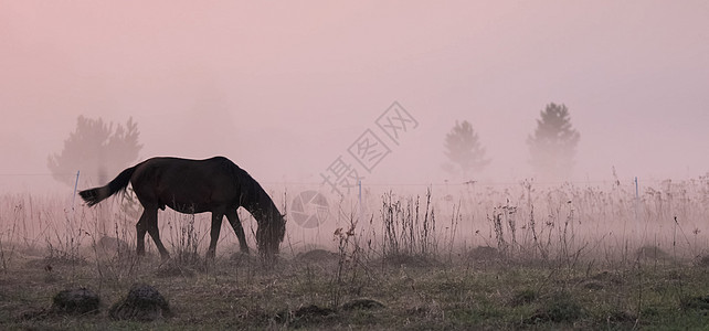 马在空地上吃草 马的草地上有雾蓝色场地薄雾农村环境哺乳动物信仰农场精神马匹图片