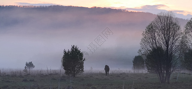 马在空地上吃草 马的草地上有雾马匹照明荒野农田小路土地蓝色场地天气阴霾图片