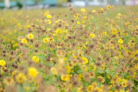 植物草地上的黄青菊花朵枯萎场地花瓣花园植物群雏菊菊花背景图片