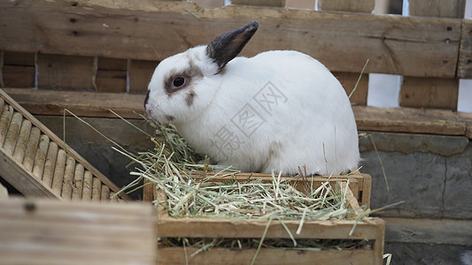 白色兔子或兔子坐在家里的水泥地板上玩耍小狗农场兔形哺乳动物尾巴荒野工作室宠物动物头发图片