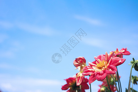 Dahlia花朵与Furano清亮蓝天的红色近距离图像红花植物群花头花瓣植物学宏观花园叶子大丽花植被图片