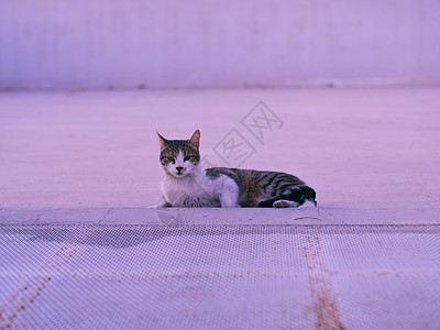 美丽的小猫在黄昏时躺在屋顶上 凝视着摄像头图片