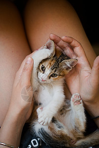 有趣的是 可爱的小猫 在女人的腿上玩耍图片