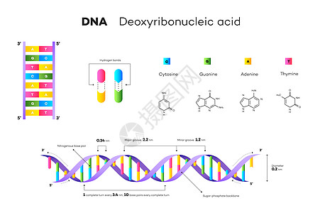 脱氧核糖核酸的分子结构 它制作图案教育信息图表实验室学习科学生物学插图嘌呤化学螺旋解剖学染色体图片