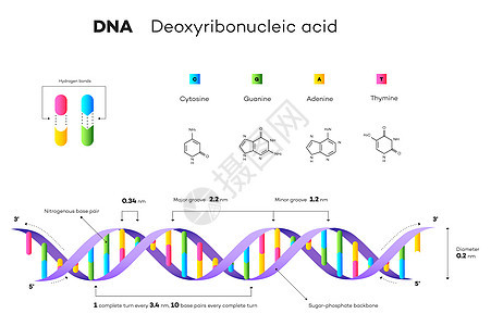 脱氧核糖核酸的分子结构 它制作图案教育信息图表螺旋基因学习插图化学生物生物学解剖学嘌呤实验室图片