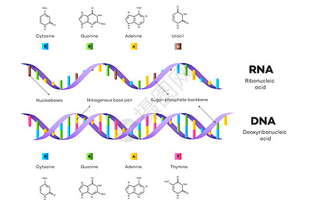 rna背景_rna摄影图片_rna壁纸_摄图网