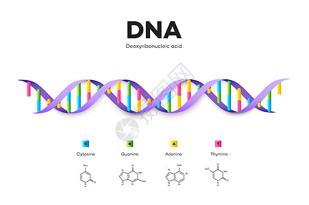 脱氧核糖核酸的分子结构 它制作图案教育信息图表插图染色体学习基因医疗科学螺旋化学药品生物图片