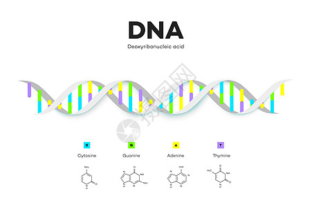 脱氧核糖核酸的分子结构 它制作图案教育信息图表药品基因解剖学生物染色体化学学习嘌呤插图科学图片
