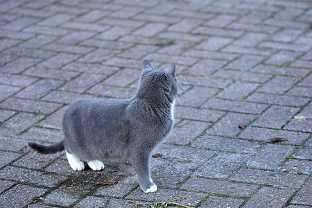 灰色背景的灰猫侧边视图焦点毛皮宠物耳朵白色哺乳动物眼睛动物胡须猫选择性图片