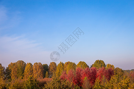 落秋季节 蓝天空和令人惊艳的白日光照耀场景森林风景树叶荒野植物阳光公园季节木头图片