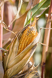 绿地上新鲜的成熟玉米角粮食生长场地农场植物黄色食物生物农业收成图片