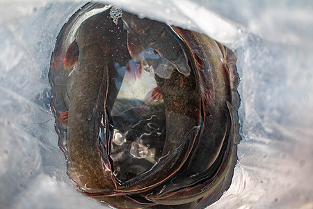 在同一塑料袋中 有几条鱼 是亚洲本地的鱼类 食用很受欢迎 可以在街头食品店吃甜点野生动物荒野烹饪蔬菜鲶鱼海鲜食物生活美食图片