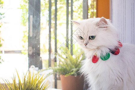 宠物咖啡厅里的一只白猫 这只猫在预订 看虎斑小猫猫咪眼睛头发咖啡店毛皮哺乳动物猫科朋友图片