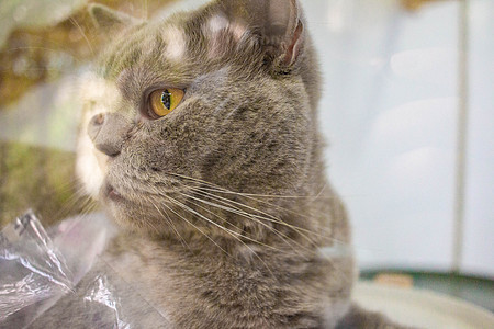 灰发猫在一家宠物咖啡厅里看着外面猫咪小猫哺乳动物毛皮动物眼睛猫科咖啡店爪子头发图片