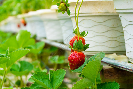 马来西亚草莓种植场 厕所架和灌溉系统草莓农场农田收成食物栽培浆果花园农业园艺收获生长图片