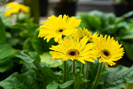 美丽黄色的黄雪贝拉花朵 紧贴在图片