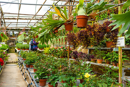工厂农场 温室店 有不同的厂房商业栽培植物学热带市场农业种植园花店园艺叶子图片
