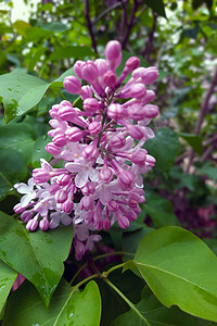 花园或公园的紫丁香分枝图片
