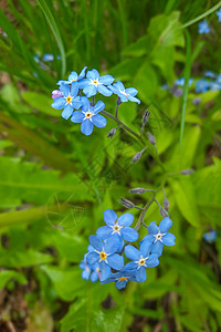 草原上美丽的常年蓝色花朵图片