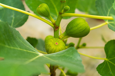 挂在树枝上的常见无花果实植物饮食紫色营养树叶热带甜点农业味道食物图片