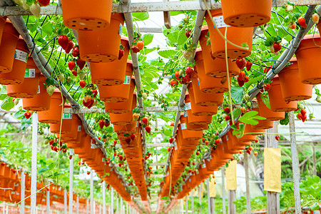 马来西亚草莓种植场 厕所架和灌溉系统草莓农场农业浆果花园温室食物水果农民种植园培育季节图片