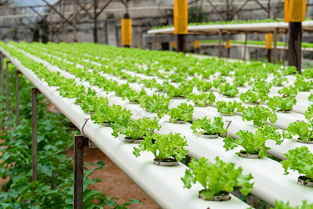 用于种植带灌溉系统的沙拉的现代温室 植物生长产业规模环境苗圃农场农业水电种植园蔬菜叶子技术饮食背景图片