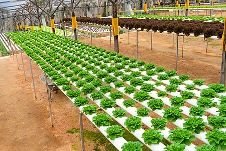 蔬菜产业用于种植带灌溉系统的沙拉的现代温室 植物生长产业规模农场生产营养水电水培园艺农业栽培叶子场地背景