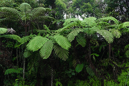 丛林中植物的大绿叶花园环境墙纸植物学建筑学棕榈热带雨林叶子生态图片