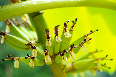 丛林一棵树上的小绿色香蕉水果异国农场花园花瓣叶子热带情调蔬菜生长森林图片