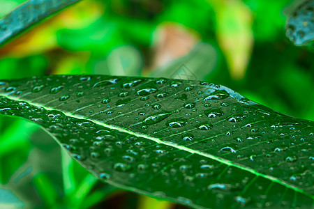 雨后花园里绿色鸡蛋花叶上的雨滴植物群环境宏观生态静脉热带植物叶子生长森林图片