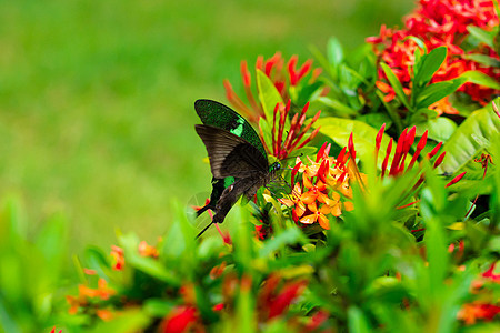 令人难以置信的美丽的一天热带蝴蝶授粉花 黑绿色的蝴蝶从花中吸取花蜜 大自然的色彩和美丽翅膀动物群植物昆虫昆虫学荒野长鼻野生动物蓝图片