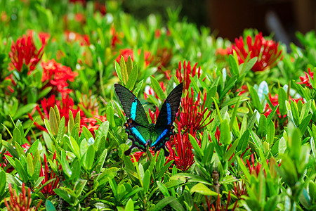令人难以置信的美丽的一天热带蝴蝶授粉花 黑绿色的蝴蝶从花中吸取花蜜 大自然的色彩和美丽长鼻昆虫动物群动物鳞翅目植物翅膀蓝色宏观生图片