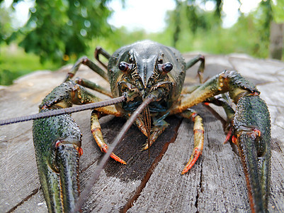 特写从河流中取走的龙虾海鲜甲壳纲海洋动物生活甲壳美食贝类栽培螃蟹图片