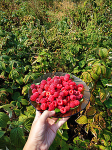 女农民从花园的灌木丛中采摘成熟的草莓水果收成收获食物浆果女士植物果园园艺农场图片