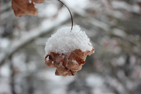 冬季降雪季节 植物叶上下雪雪花公园叶子药品灌木树叶天气背景绿色植物图片
