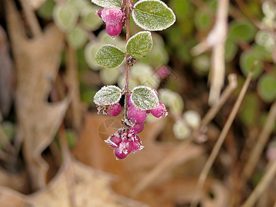 冬季在科东斯特岛的洪冻霜季节浆果叶子天气冰晶季节性冰帽树叶植物灌木图片