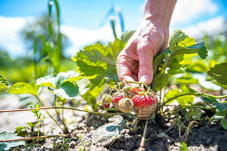 在一个有机农场的田地中收获草莓食物甜点水果植物季节园艺饮食农业花园浆果图片