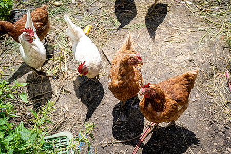 鸡和鸡在农场院子的铺垫上场地家畜母鸡红色羽毛白色动物梳子农业小鸡图片