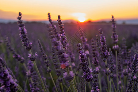 普罗旺斯 法国薰衣草田 Valensole 高原 五颜六色的薰衣草田 Valensole 高原 普罗旺斯 法国南部 薰衣草田香味图片